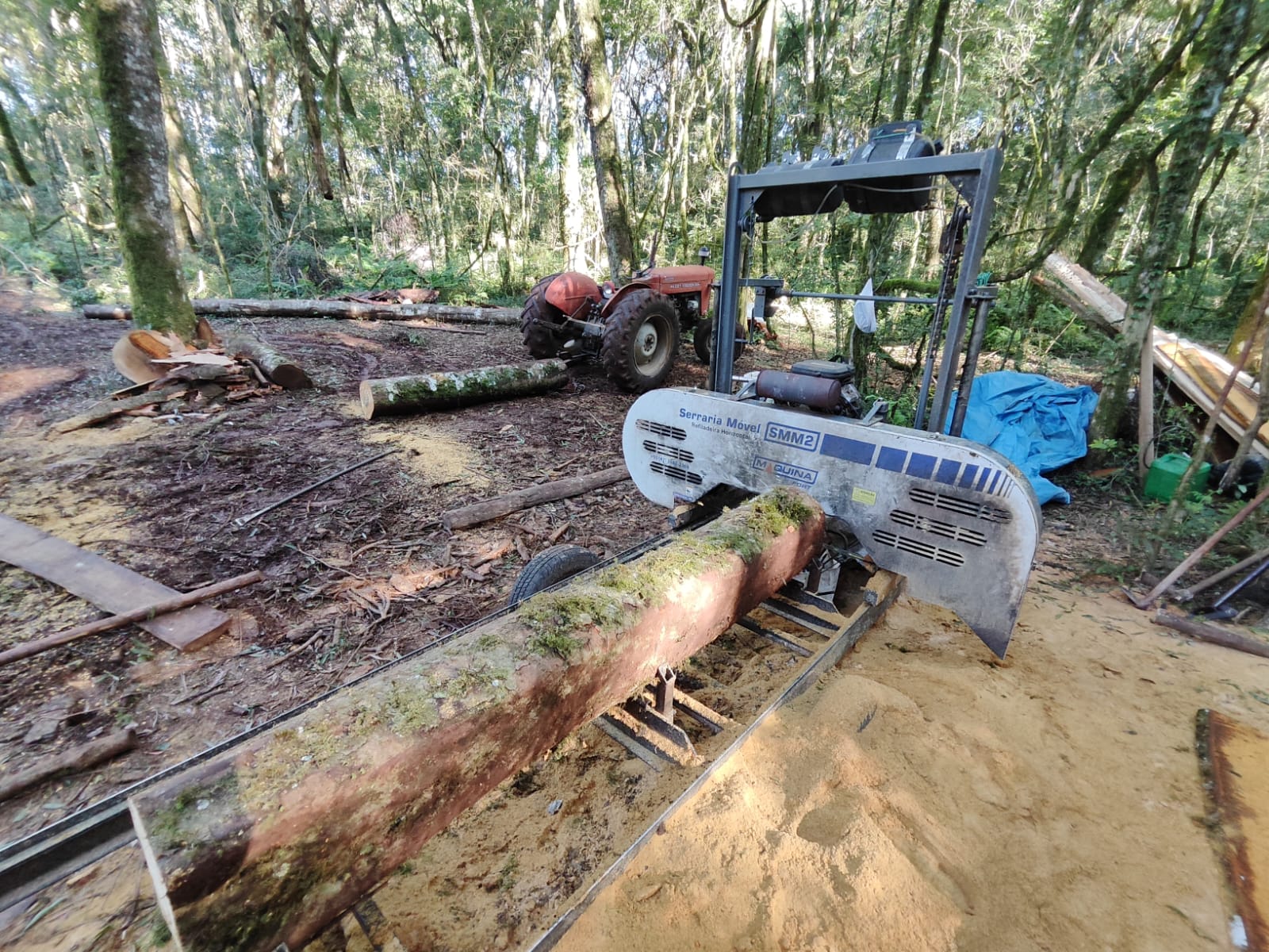 Polícia Ambiental flagra derrubada de pinheiros, sem licença, em Caseiros