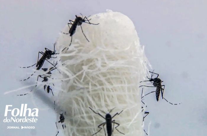 Alagamentos podem provocar novos casos de dengue no Rio Grande do Sul