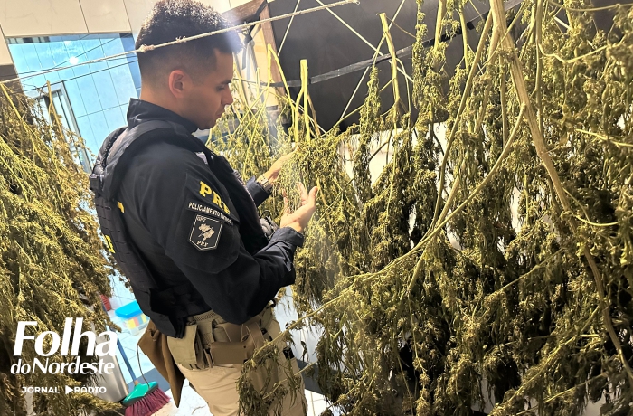 PRF prende traficante com armas e plantação de maconha em Caxias do Sul