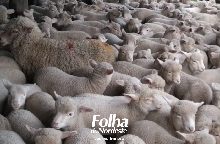Ovinocultura gaúcha vive forte valorização e projeta expansão do rebanho