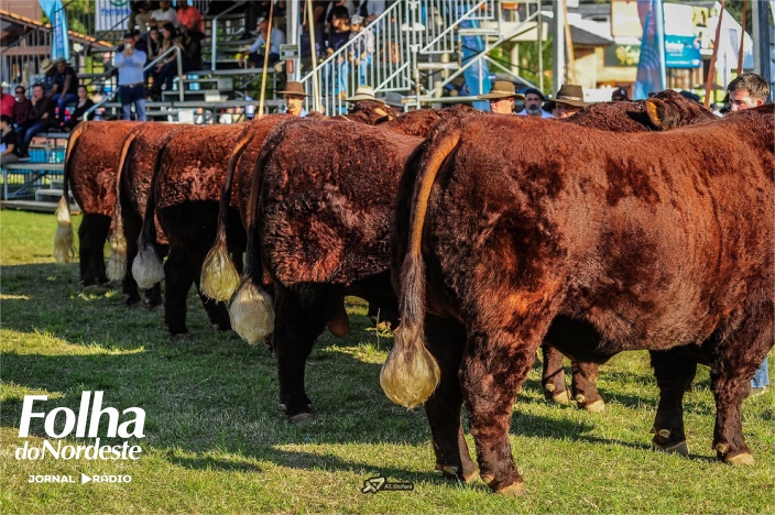 Abertas as inscrições para Devon e Bravon na Expointer 2024