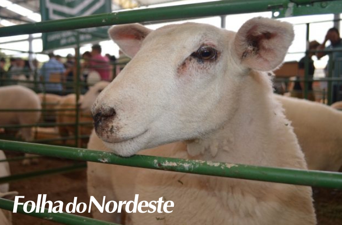 Capão Bonito do Sul: XV Feira de Ovinos acontecerá dias 02 e 03 de dezembro
