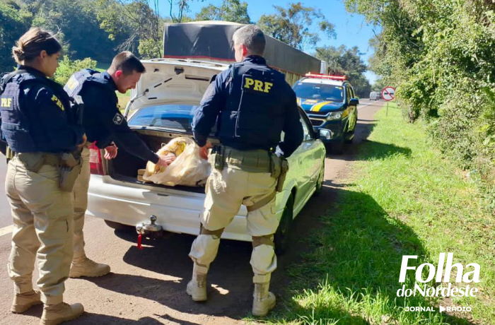 PRF prende traficante com 50 quilos de maconha e skunk na BR 386