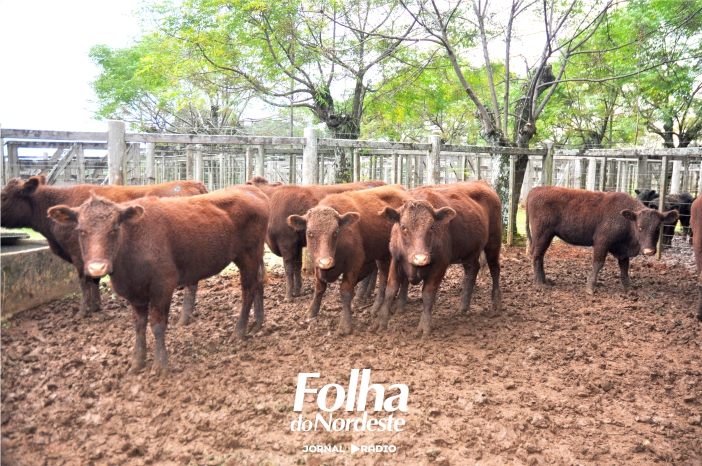 XXIII Feira de Terneiros e Vaquilhonas movimenta Lagoa Vermelha