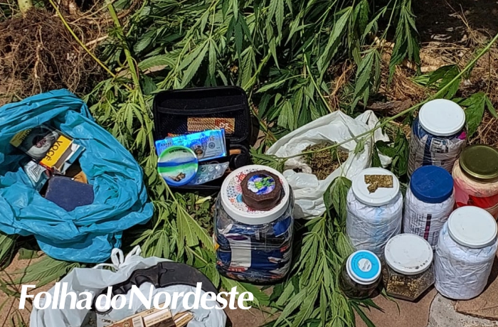Brigada Militar prende casal que cultivava maconha em Bom Jesus
