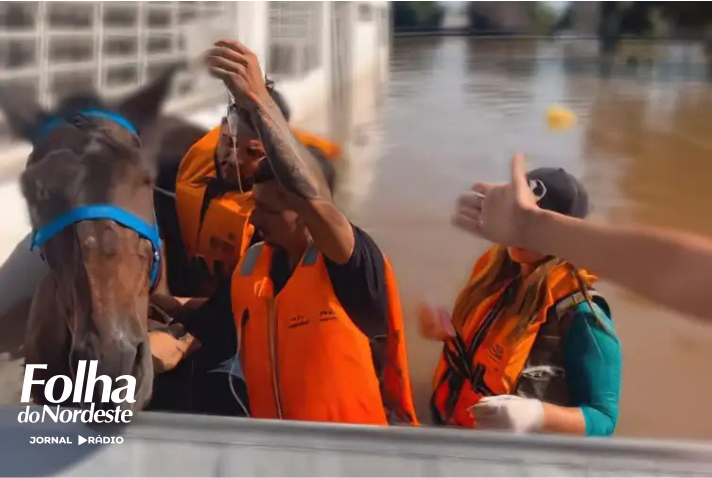Mais de 11 mil animais afetados pelas enchentes no RS foram resgatados