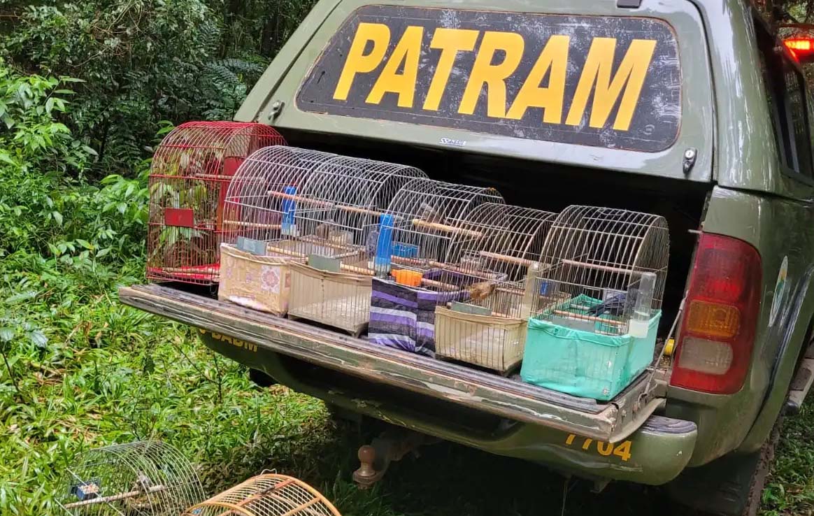 Polícia Ambiental encontra pássaros em cativeiro em Sananduva