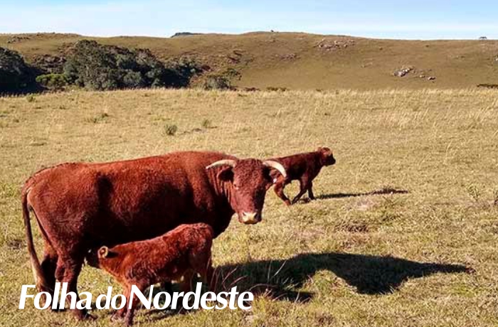 V Seminário Serrano sobre pecuária de corte dos Campos de Cima da Serra e V Simpósio de Carne Devon não será realizado