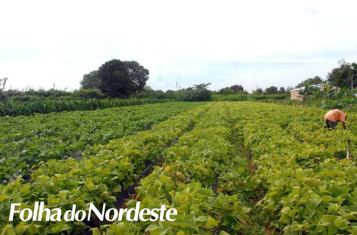 Política: Governo altera definição de agricultor familiar