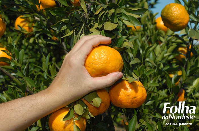 CERTREP oferece curso gratuito em fruticultura nessa quinta-feira dia 26