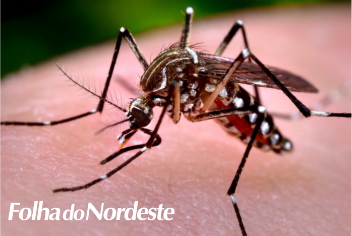 Com mais dois óbitos confirmados, RS registra seis mortes por dengue em 2023