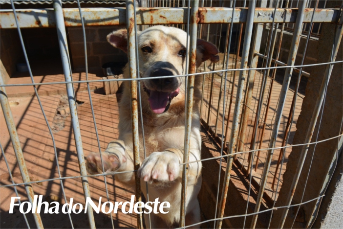 Programa Amigo Bicho: mais de 400 animais são castrados em Lagoa Vermelha