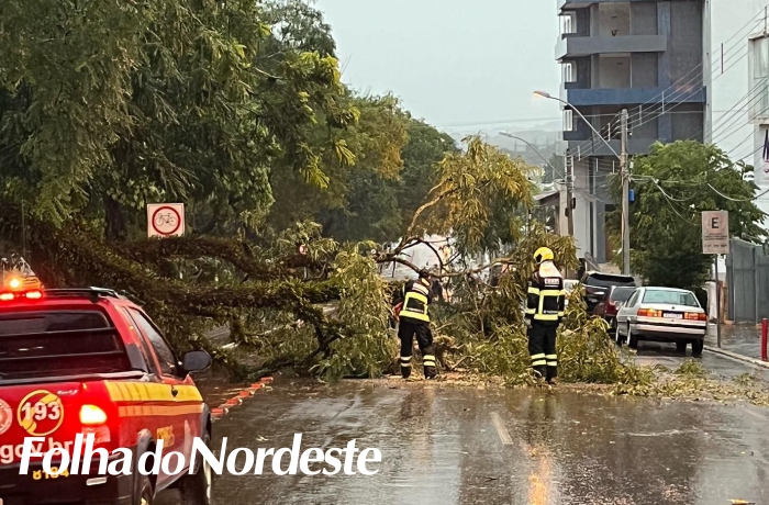 Queda de árvore na Afonso Pena interrompe trânsito