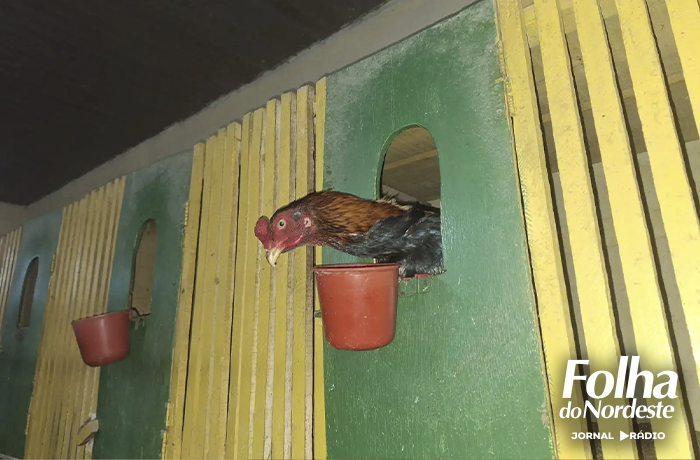 Polícia Ambiental flagra maus tratos em galos de rinha em Sananduva
