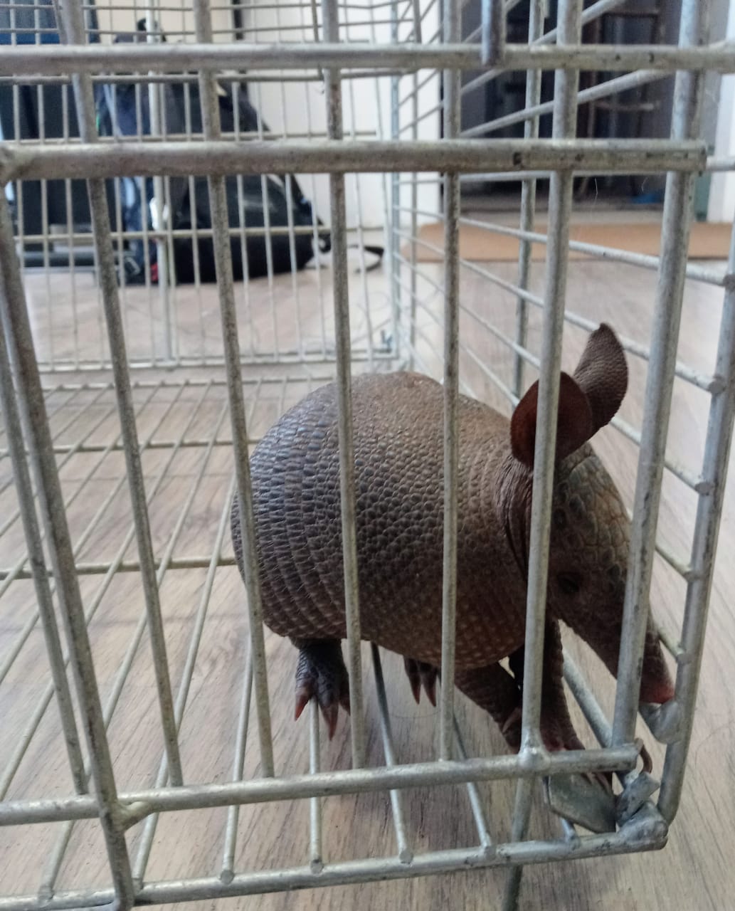 Em Vacaria, Brigada Militar resgata animal silvestre