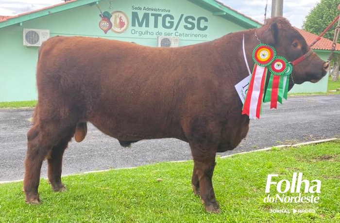 Touro de André da Rocha é o Grande Campeão Devon de argola da Expolages em Santa Catarina 