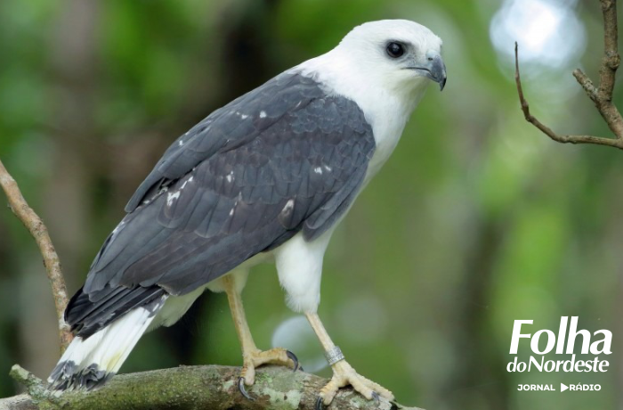 Ave rara resgatada de temporal é devolvida à natureza após reabilitação no Litoral Norte