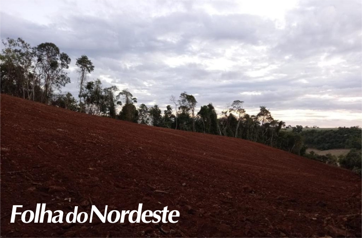 Polícia Ambiental flagra crime contra flora na região