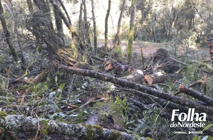 PATRAM de Lagoa Vermelha descobre destruição de floresta nativa em Capão Bonito do Sul