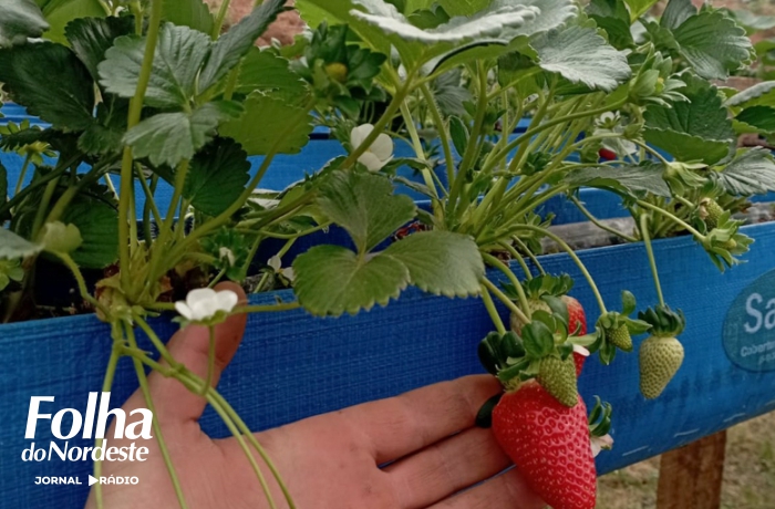 Comunidade de Fátima dos Candeias sedia dia de campo sobre pequenos frutos e preservação ambiental