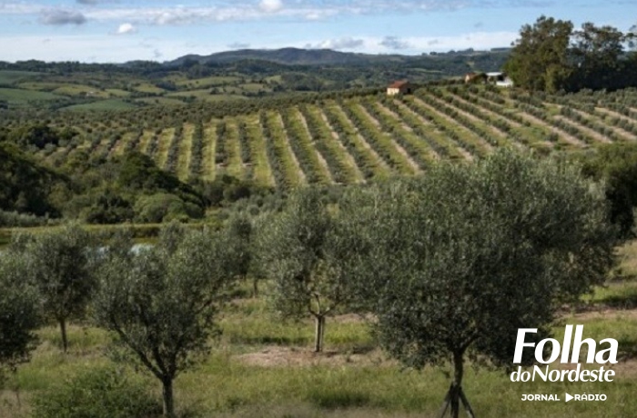 Produção de azeite de oliva cresce 29% no Estado